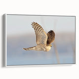 Framed canvas wall art from the Birds of Prey collection, showcasing a detailed illustration of various birds in vibrant colors against a white background, ideal for nature enthusiasts and home decor.