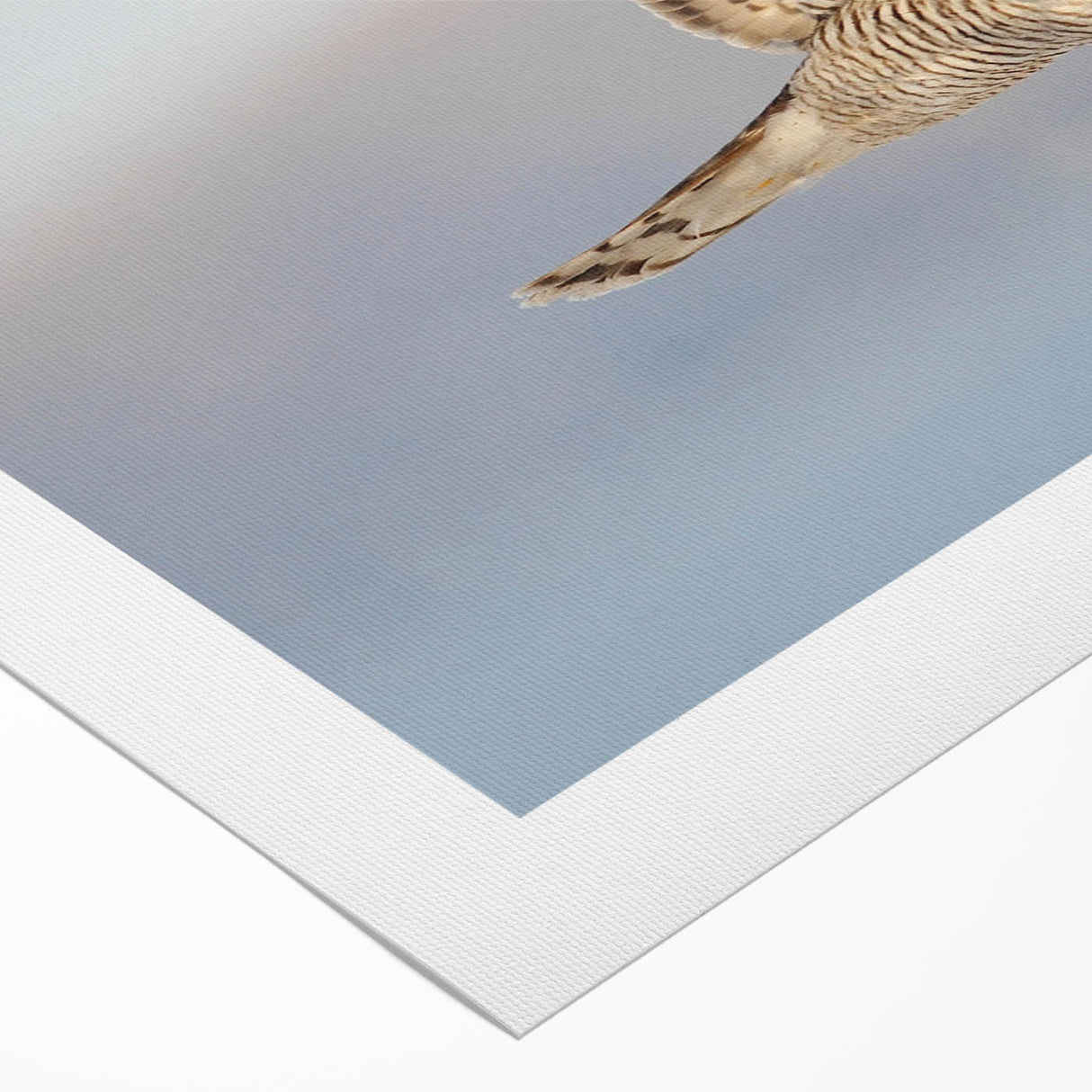 Rolled canvas wall art featuring a vibrant design of various birds, showcasing rich colors and intricate details, ideal for home decor and nature lovers.