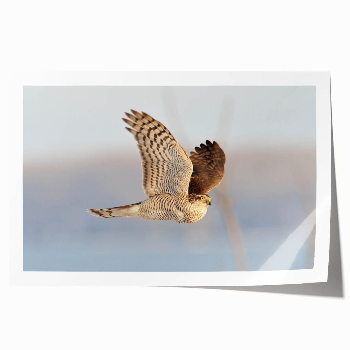 Vibrant rolled print of a bird-themed wall art design showcasing intricate details and bold colors, ideal for home decor or art enthusiasts, packaged securely for delivery.