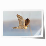 Vibrant rolled print of a bird-themed wall art design showcasing intricate details and bold colors, ideal for home decor or art enthusiasts, packaged securely for delivery.