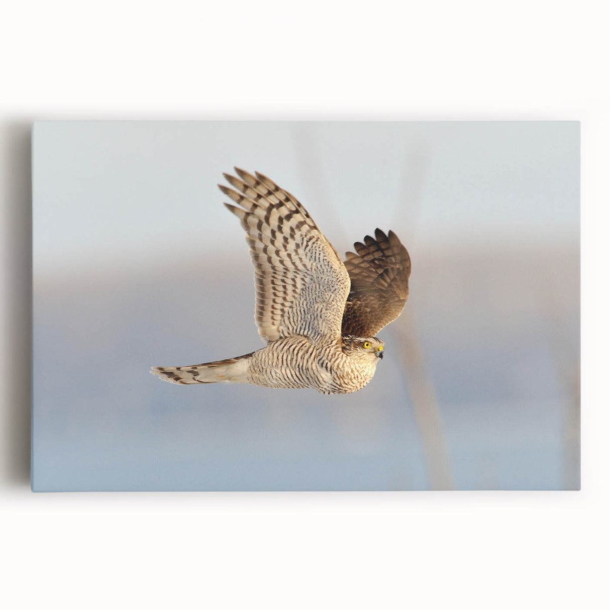Stretched canvas wall art featuring a vibrant birds of prey design in bold colors, ideal for enhancing any modern decor and celebrating wildlife aesthetics.
