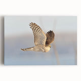 Stretched canvas wall art featuring a vibrant birds of prey design in bold colors, ideal for enhancing any modern decor and celebrating wildlife aesthetics.
