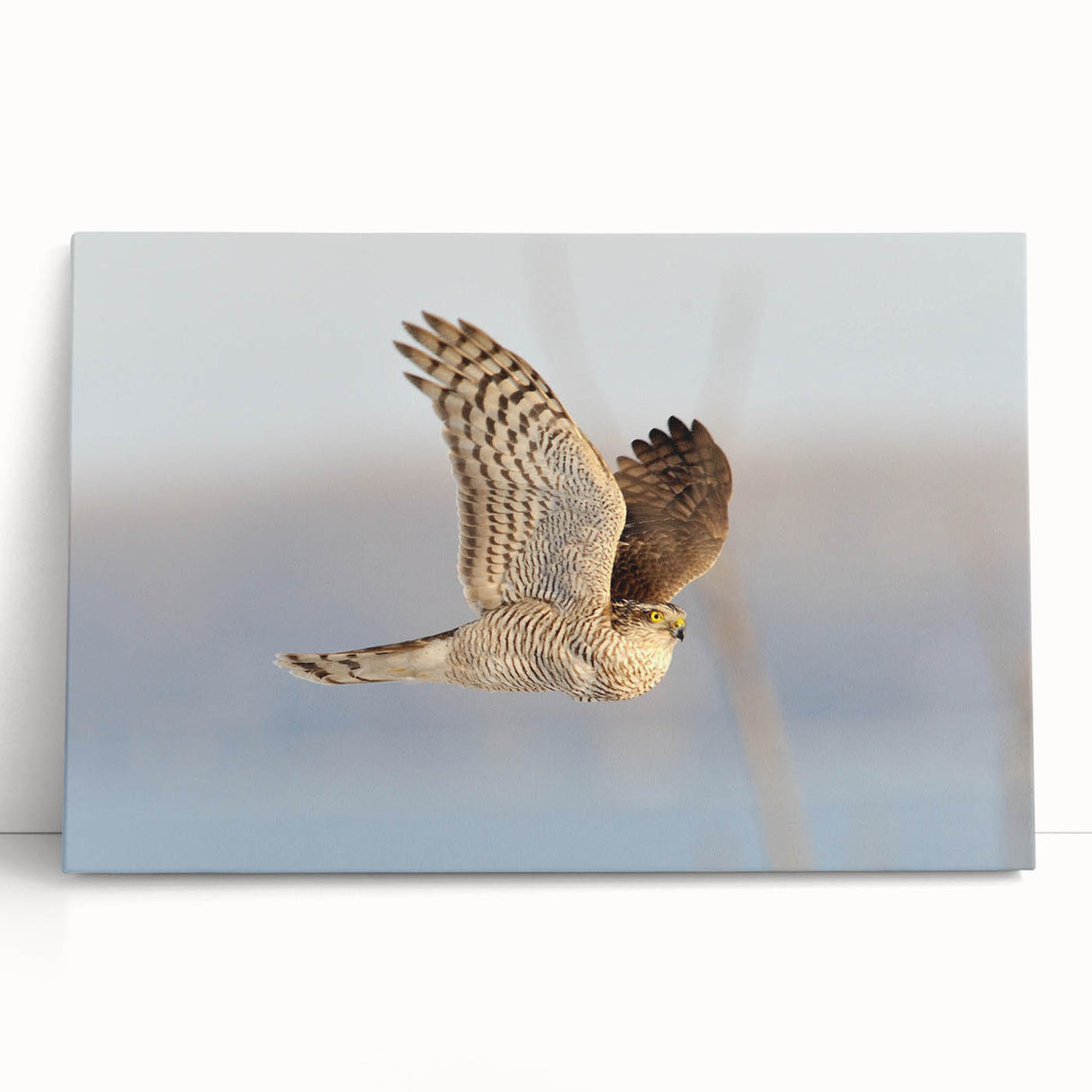 Stretched canvas wall art featuring a vibrant collection of bird illustrations in various colors, perfect for adding a nature-inspired touch to any room decor.