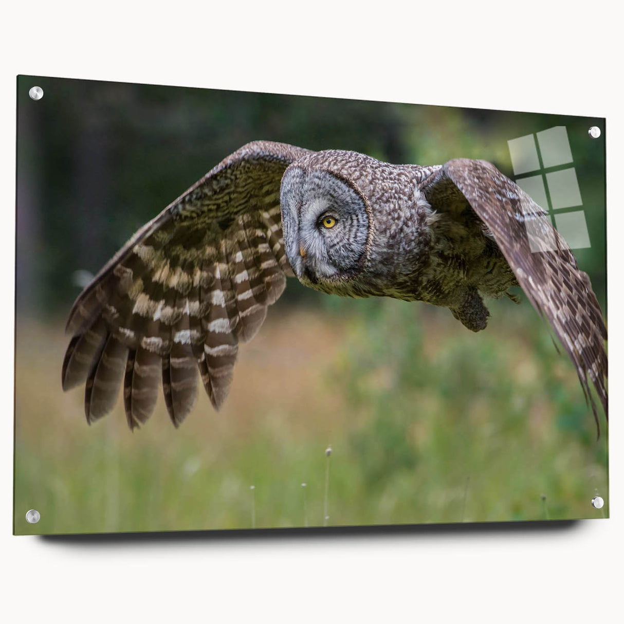 Acrylic glass wall art featuring a vibrant bird design from the "Birds of Pray" collection, displayed from a side view with decorative pins. Ideal for modern decor.