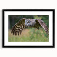 Framed wall art featuring a detailed design of birds of prey, showcasing intricate illustrations in natural colors against a black mat, perfect for nature enthusiasts.