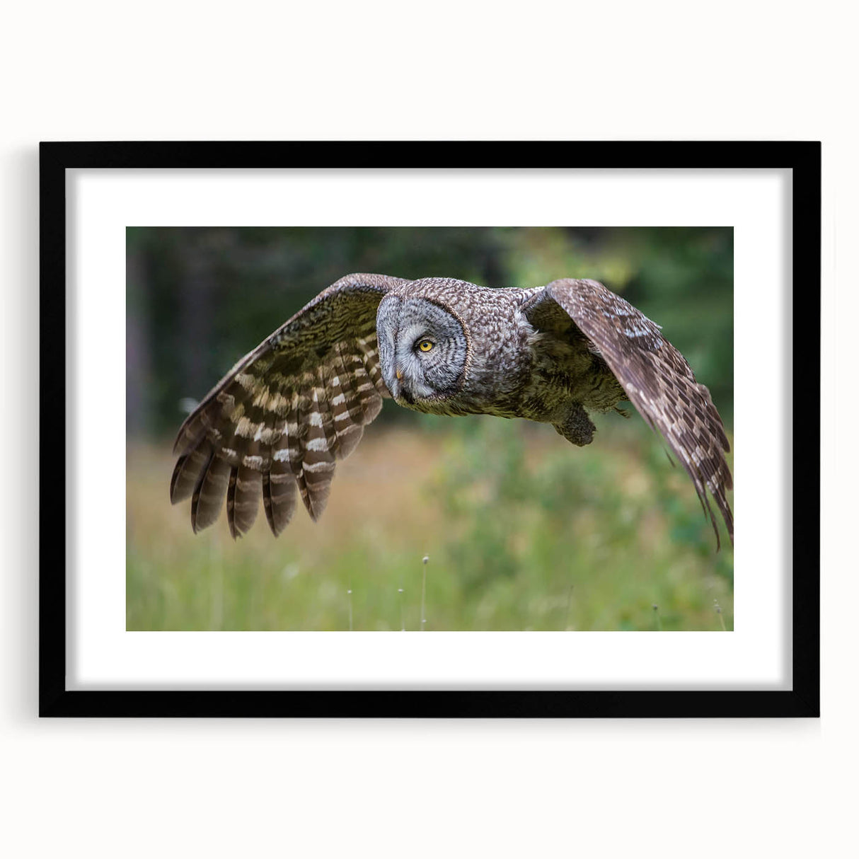 Framed wall art featuring a detailed design of birds of prey, showcasing intricate illustrations in natural colors against a black mat, perfect for nature enthusiasts.