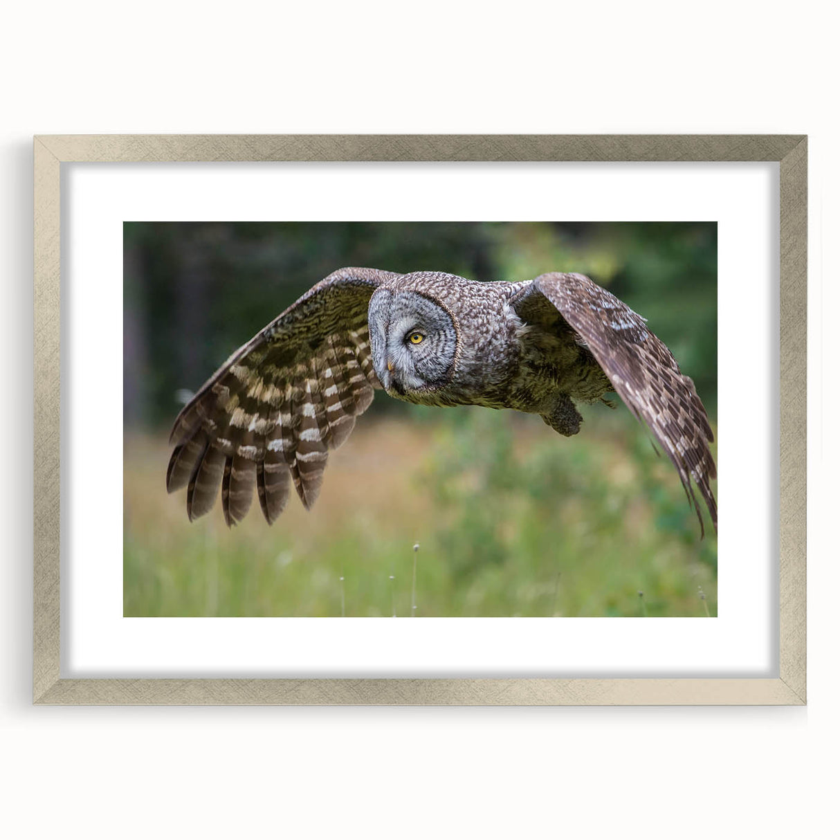 Framed wall art showcasing a vibrant "Birds of Prey" design with a sleek silver mat, ideal for enhancing modern home decor and art collection displays.