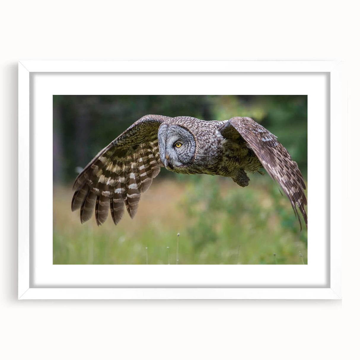 Framed wall art from the "Birds of Pray" collection, showcasing a vibrant bird design with a white mat and sleek frame, perfect for home decor.