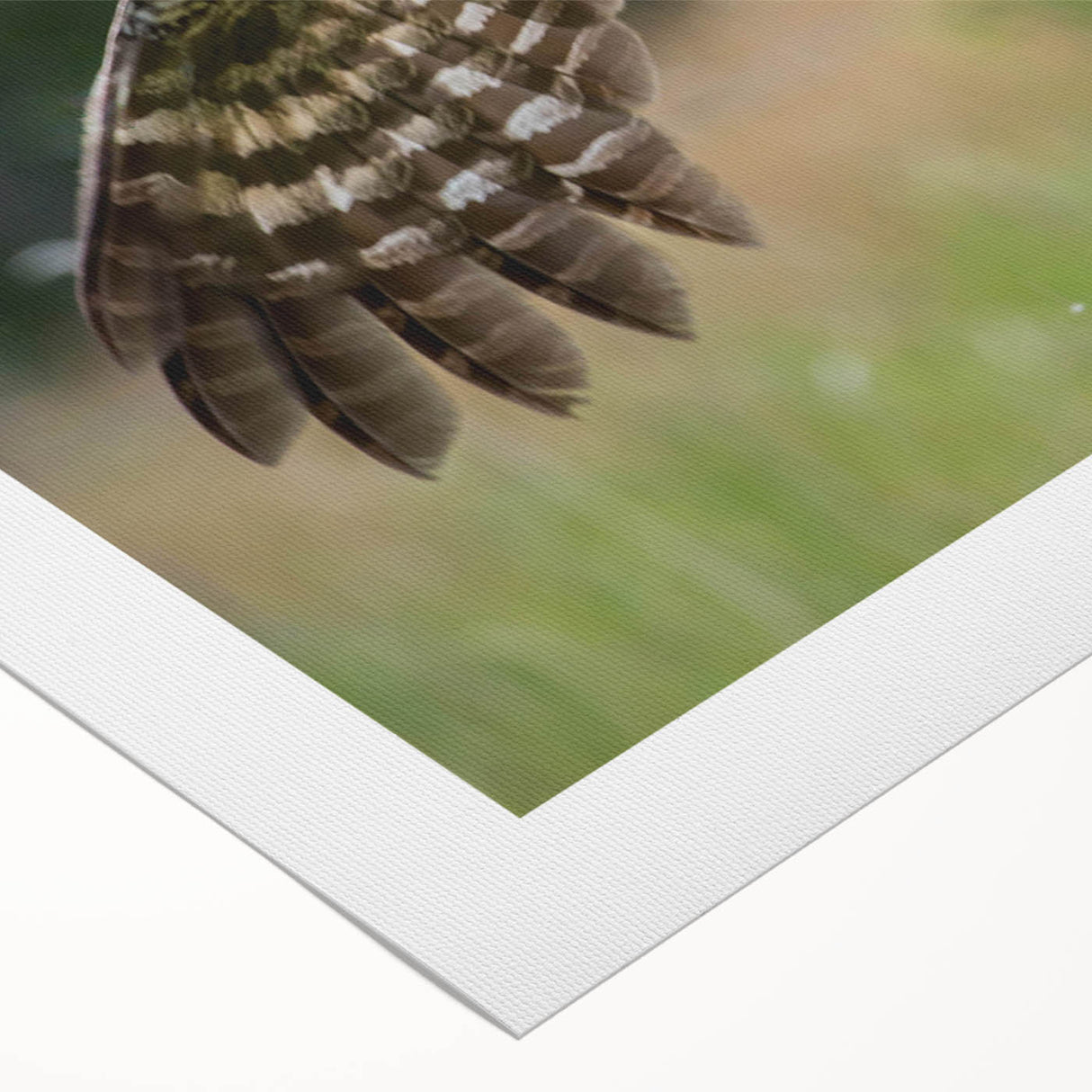 Vibrant rolled canvas featuring an artistic depiction of various birds, showcasing intricate designs and colors, ideal for home decor enthusiasts and nature lovers.