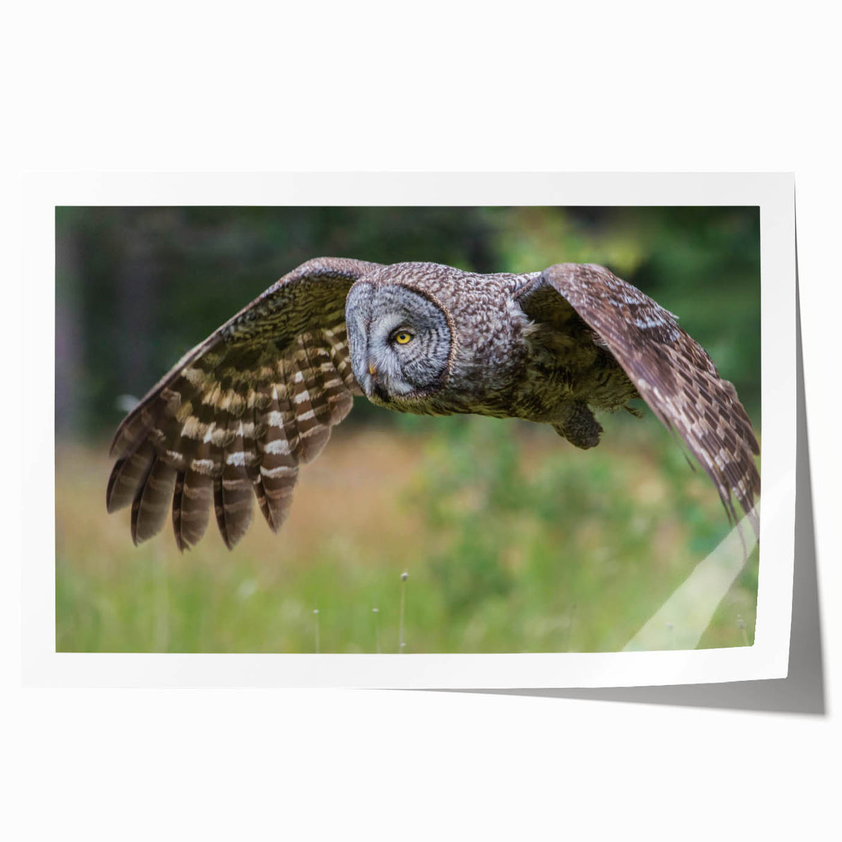 Vibrant rolled print showcasing a colorful bird-themed wall art design, featuring intricate details and textures, ideal for home decor or art enthusiasts.