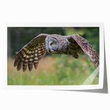 Vibrant rolled print showcasing a colorful bird-themed wall art design, featuring intricate details and textures, ideal for home decor or art enthusiasts.