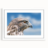 Framed wall art showcasing a detailed illustration of various birds in flight, with a white mat and sleek frame, perfect for home decor or avian enthusiasts.
