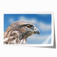 Rolled print showcasing a vibrant birds of prey design, featuring detailed illustrations of various raptors, ideal for wildlife enthusiasts and home decor.