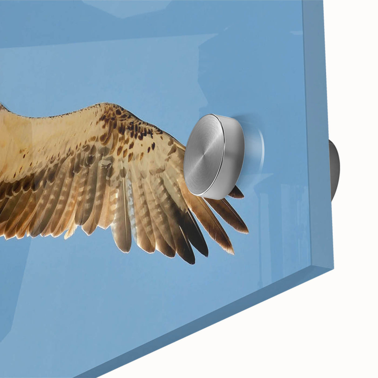 Soaring Bird of Prey - Majestic Eagle Wall Art in Clear Blue Sky