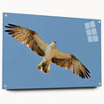 Soaring Bird of Prey - Majestic Eagle Wall Art in Clear Blue Sky