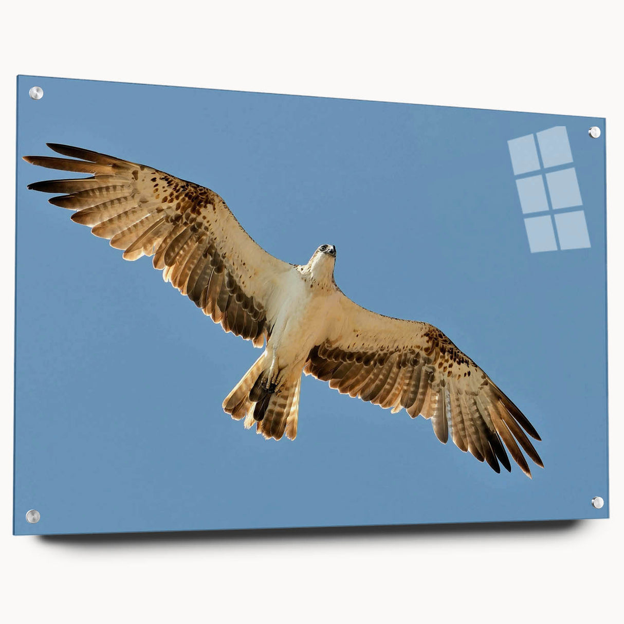 Soaring Bird of Prey - Majestic Eagle Wall Art in Clear Blue Sky