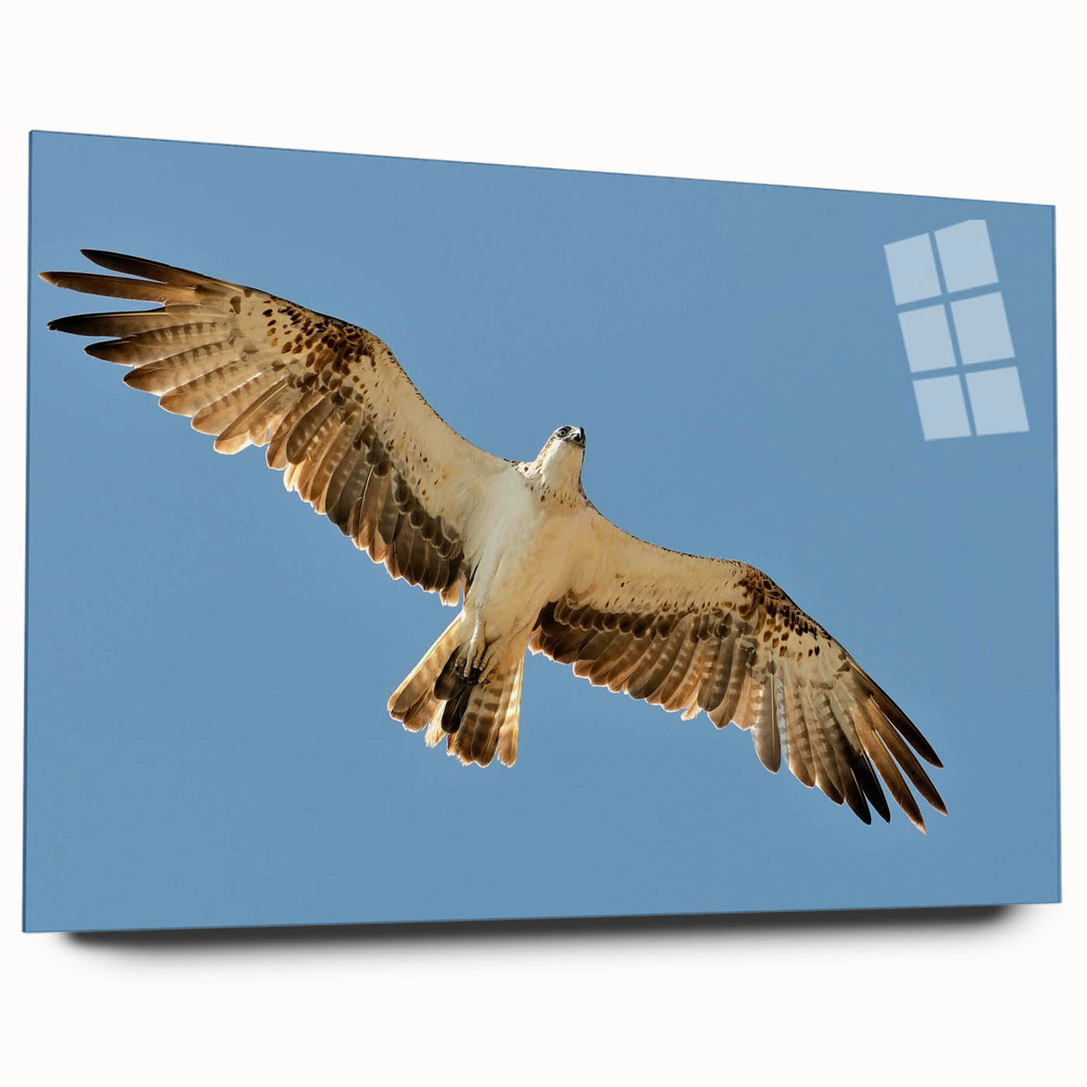 Soaring Bird of Prey - Majestic Eagle Wall Art in Clear Blue Sky