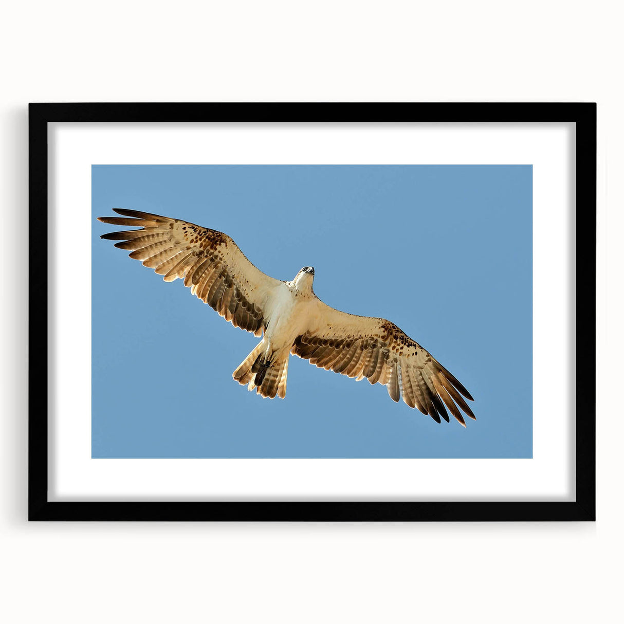 Soaring Bird of Prey - Majestic Eagle Wall Art in Clear Blue Sky