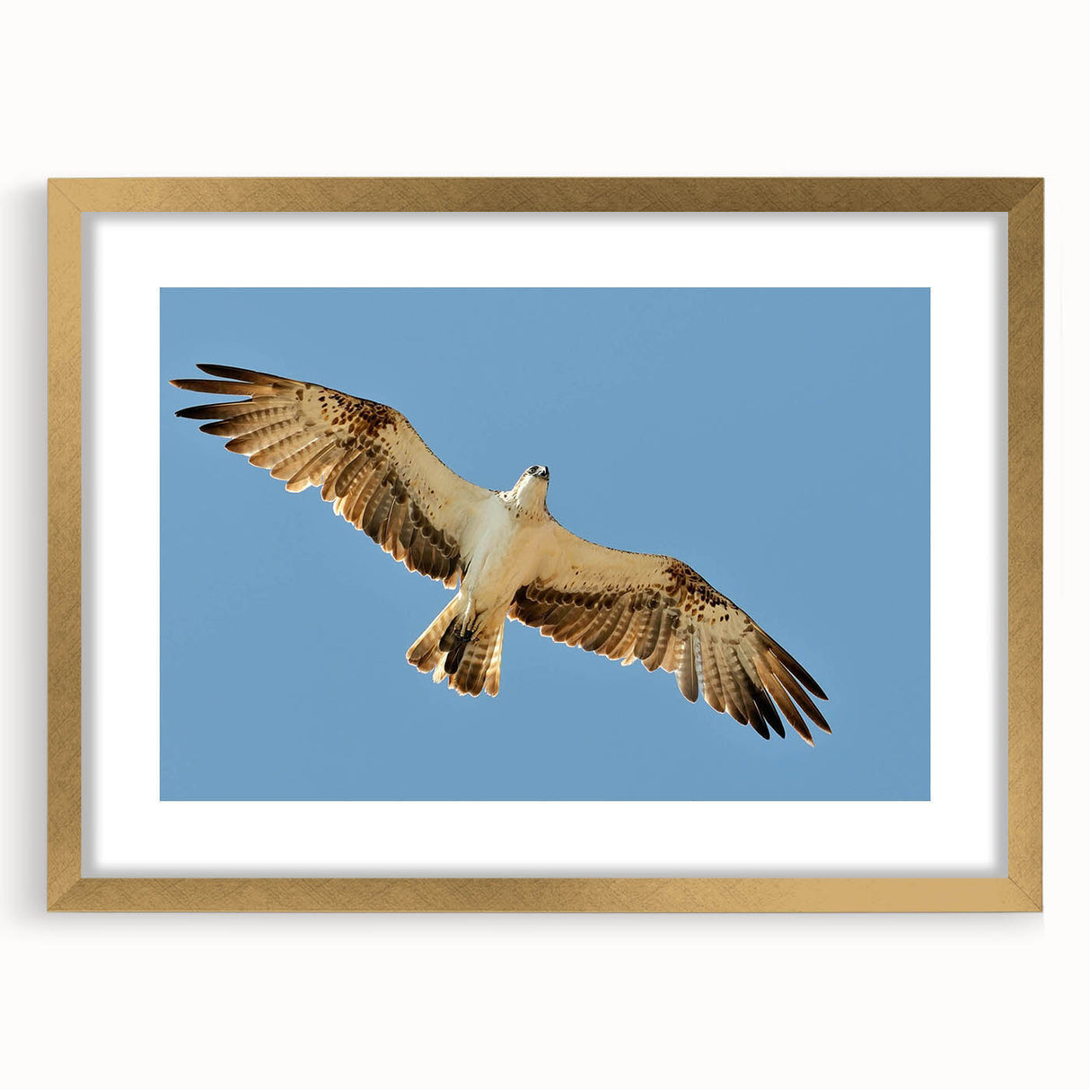Soaring Bird of Prey - Majestic Eagle Wall Art in Clear Blue Sky