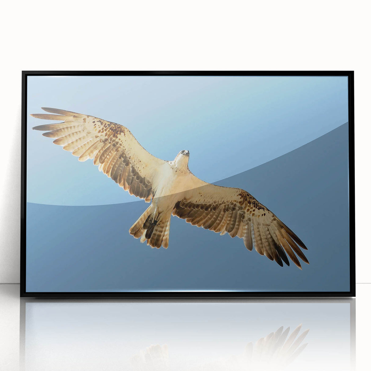 Soaring Bird of Prey - Majestic Eagle Wall Art in Clear Blue Sky