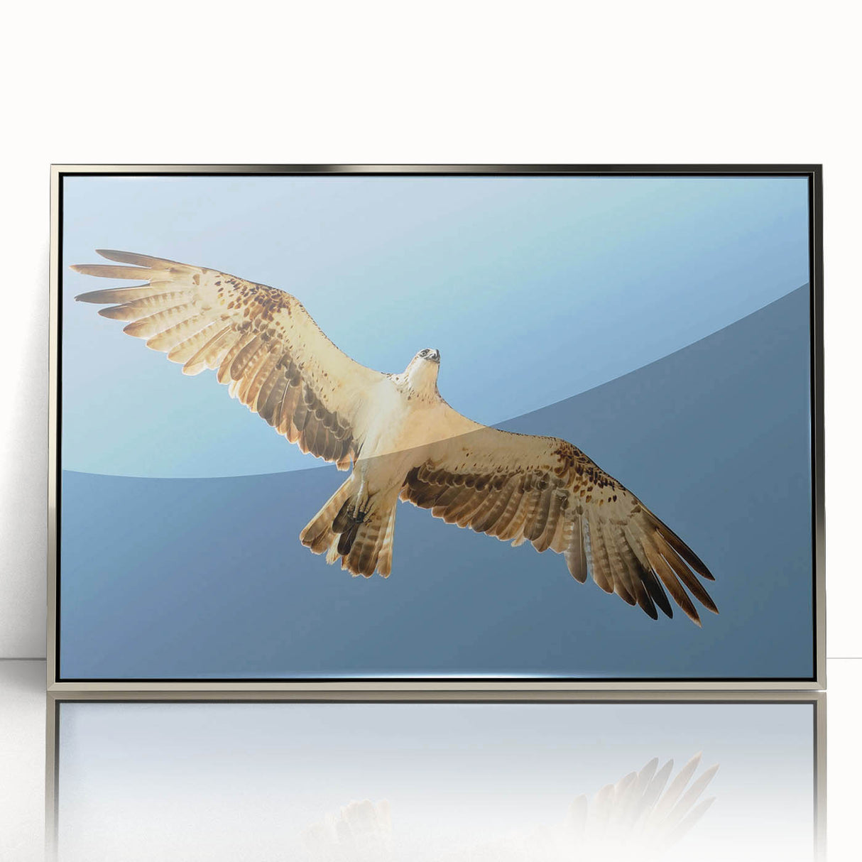 Soaring Bird of Prey - Majestic Eagle Wall Art in Clear Blue Sky