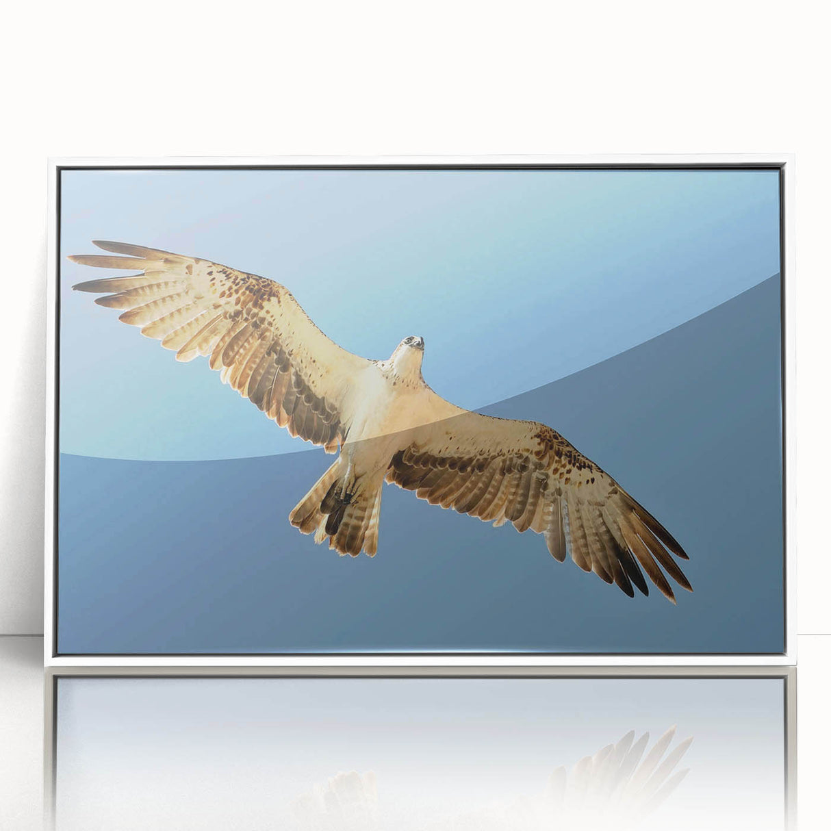 Soaring Bird of Prey - Majestic Eagle Wall Art in Clear Blue Sky