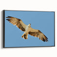 Soaring Bird of Prey - Majestic Eagle Wall Art in Clear Blue Sky
