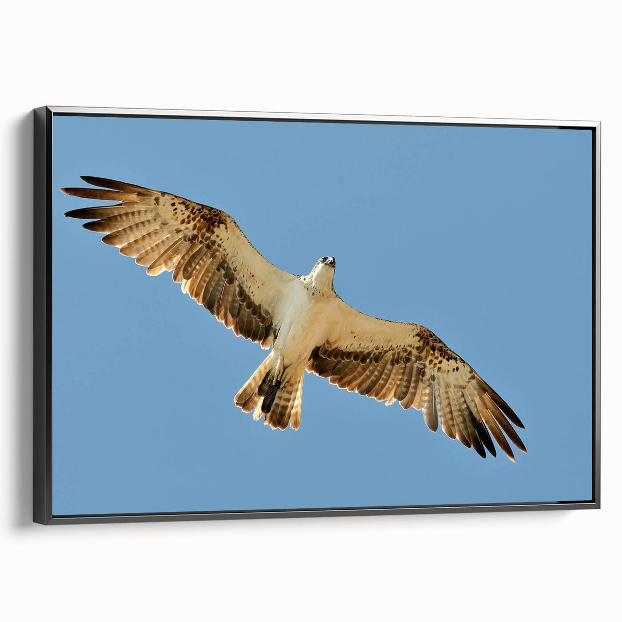 Soaring Bird of Prey - Majestic Eagle Wall Art in Clear Blue Sky