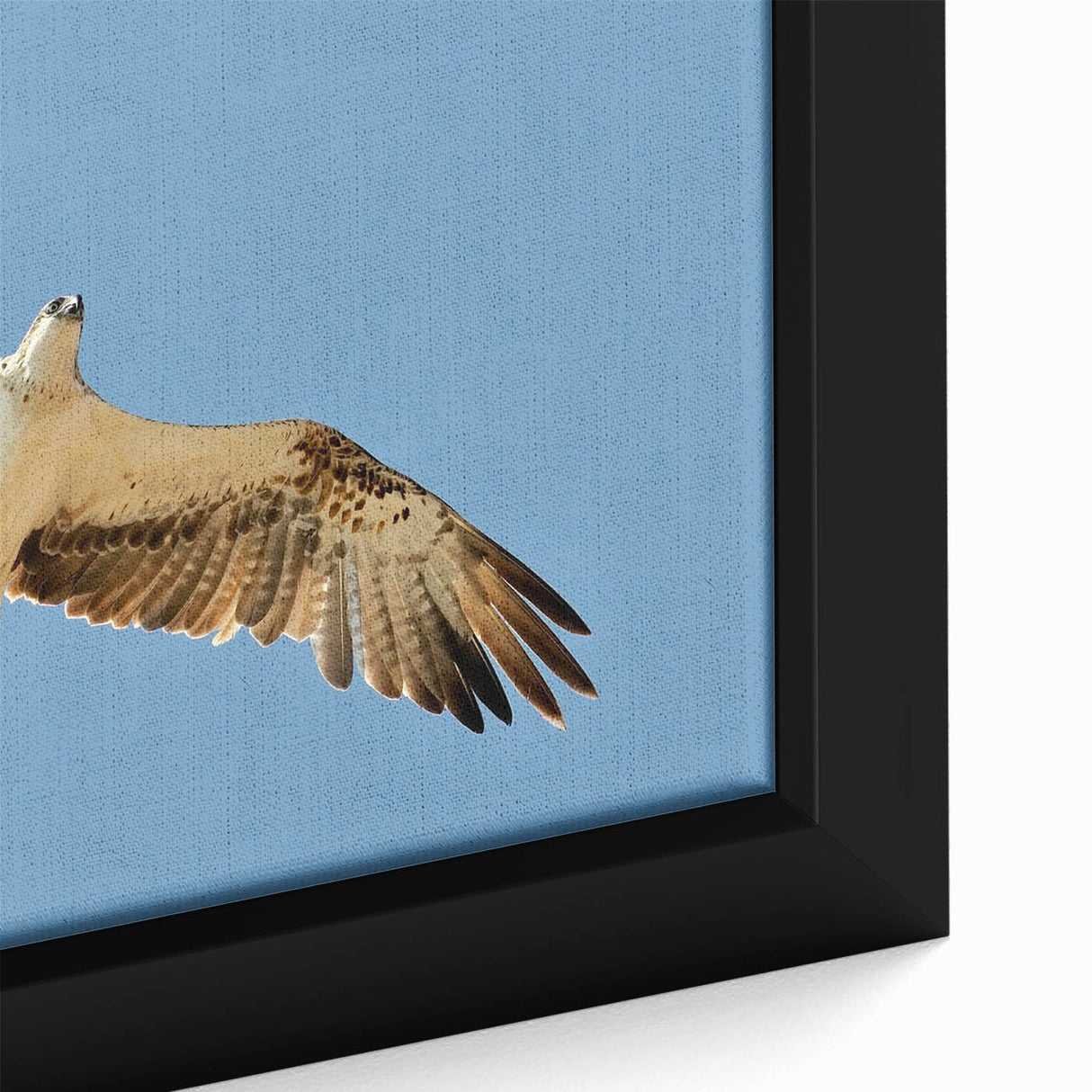Soaring Bird of Prey - Majestic Eagle Wall Art in Clear Blue Sky