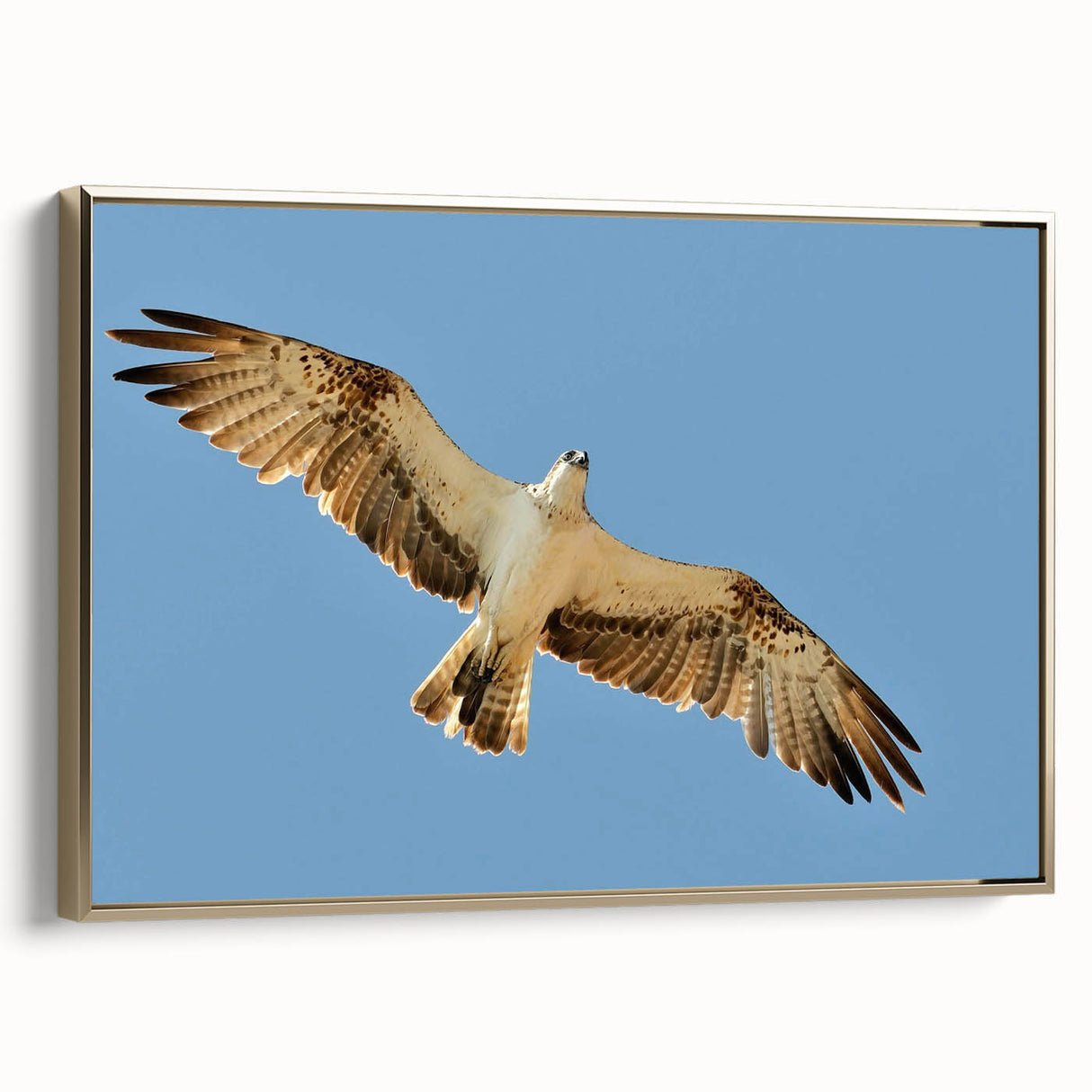 Soaring Bird of Prey - Majestic Eagle Wall Art in Clear Blue Sky