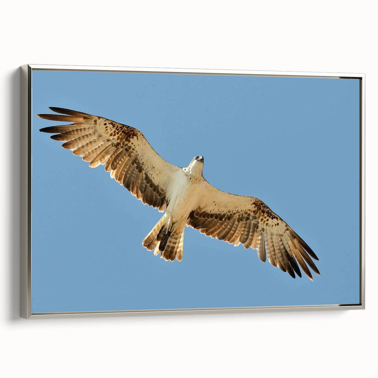 Soaring Bird of Prey - Majestic Eagle Wall Art in Clear Blue Sky