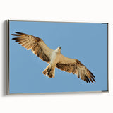 Soaring Bird of Prey - Majestic Eagle Wall Art in Clear Blue Sky
