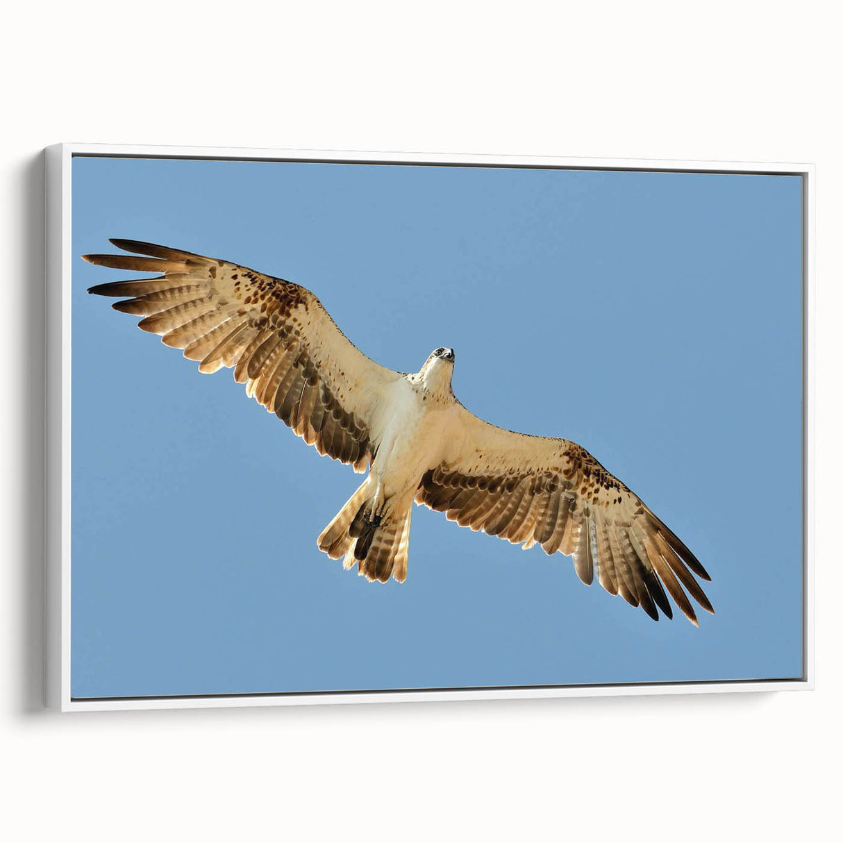 Soaring Bird of Prey - Majestic Eagle Wall Art in Clear Blue Sky