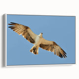 Soaring Bird of Prey - Majestic Eagle Wall Art in Clear Blue Sky