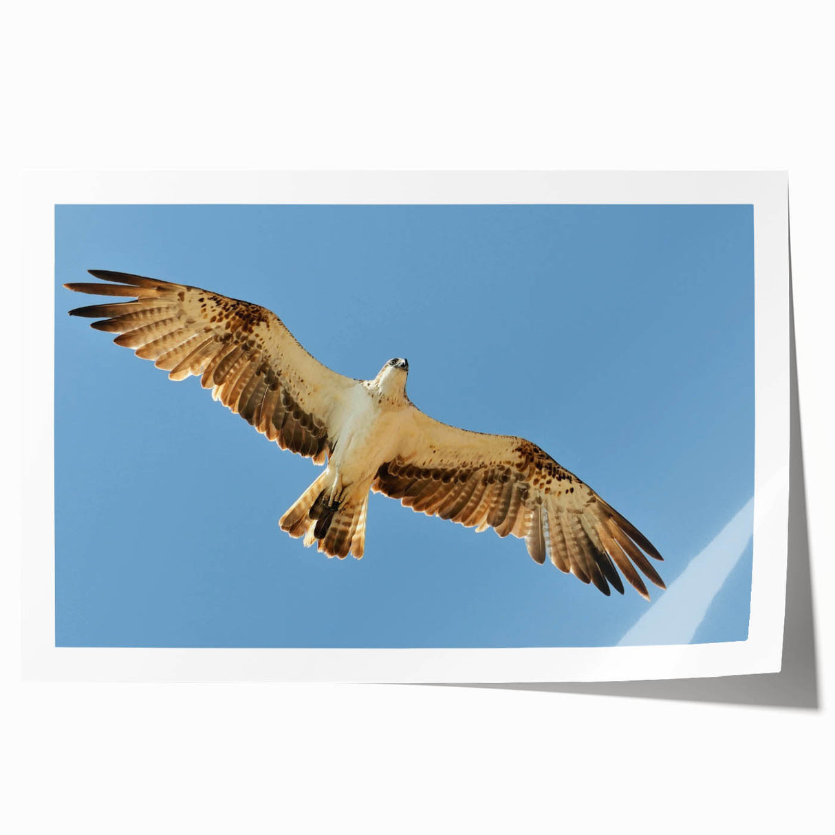 Soaring Bird of Prey - Majestic Eagle Wall Art in Clear Blue Sky