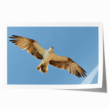 Soaring Bird of Prey - Majestic Eagle Wall Art in Clear Blue Sky