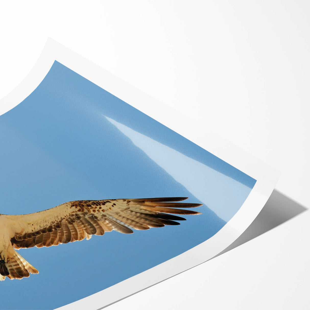 Soaring Bird of Prey - Majestic Eagle Wall Art in Clear Blue Sky
