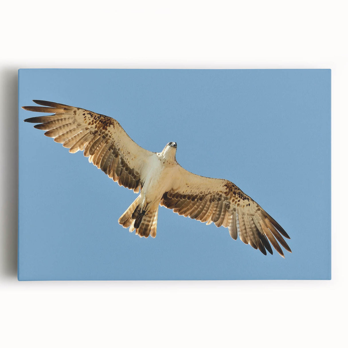 Soaring Bird of Prey - Majestic Eagle Wall Art in Clear Blue Sky