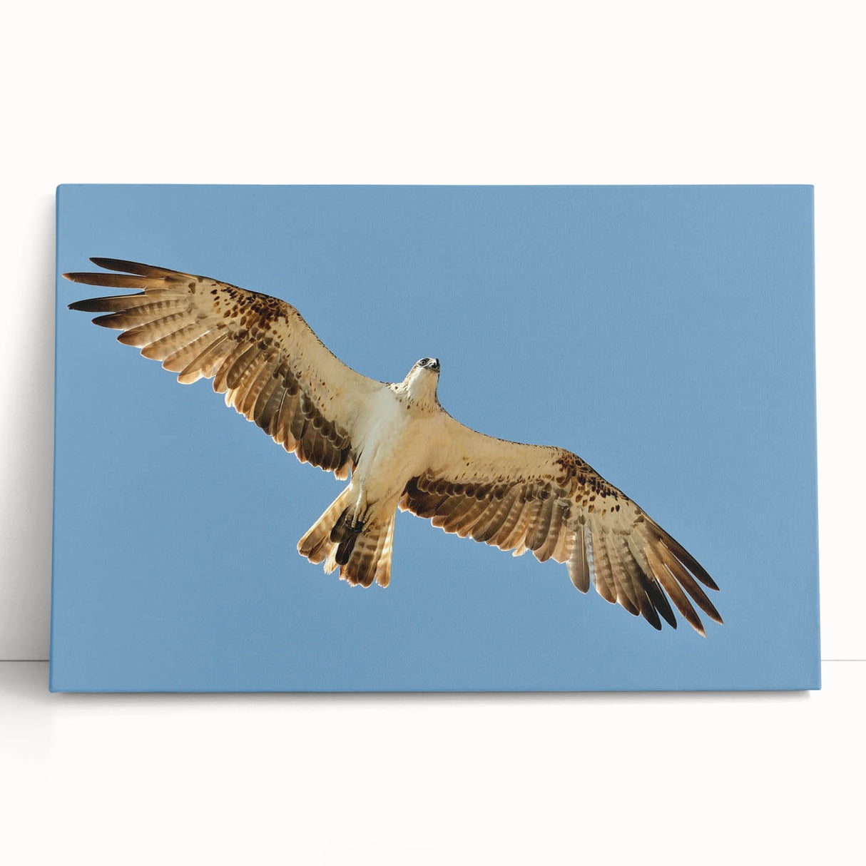 Soaring Bird of Prey - Majestic Eagle Wall Art in Clear Blue Sky