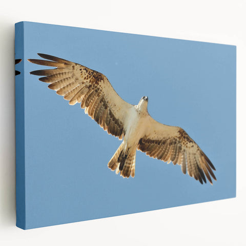 Soaring Bird of Prey - Majestic Eagle Wall Art in Clear Blue Sky
