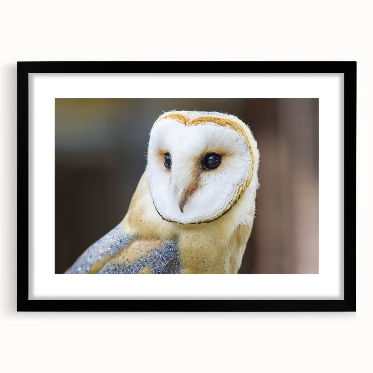 Framed wall art showcasing a striking birds of prey design with a black mat, perfect for adding a touch of elegance to modern home decor. The artwork features vibrant colors and intricate details, emphasizing the beauty of avian wildlife.