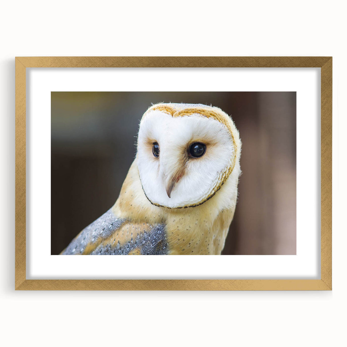 Framed wall art featuring a gold mat and a vibrant birds of prey design, showcasing intricate details and rich colors, ideal for enhancing home decor.