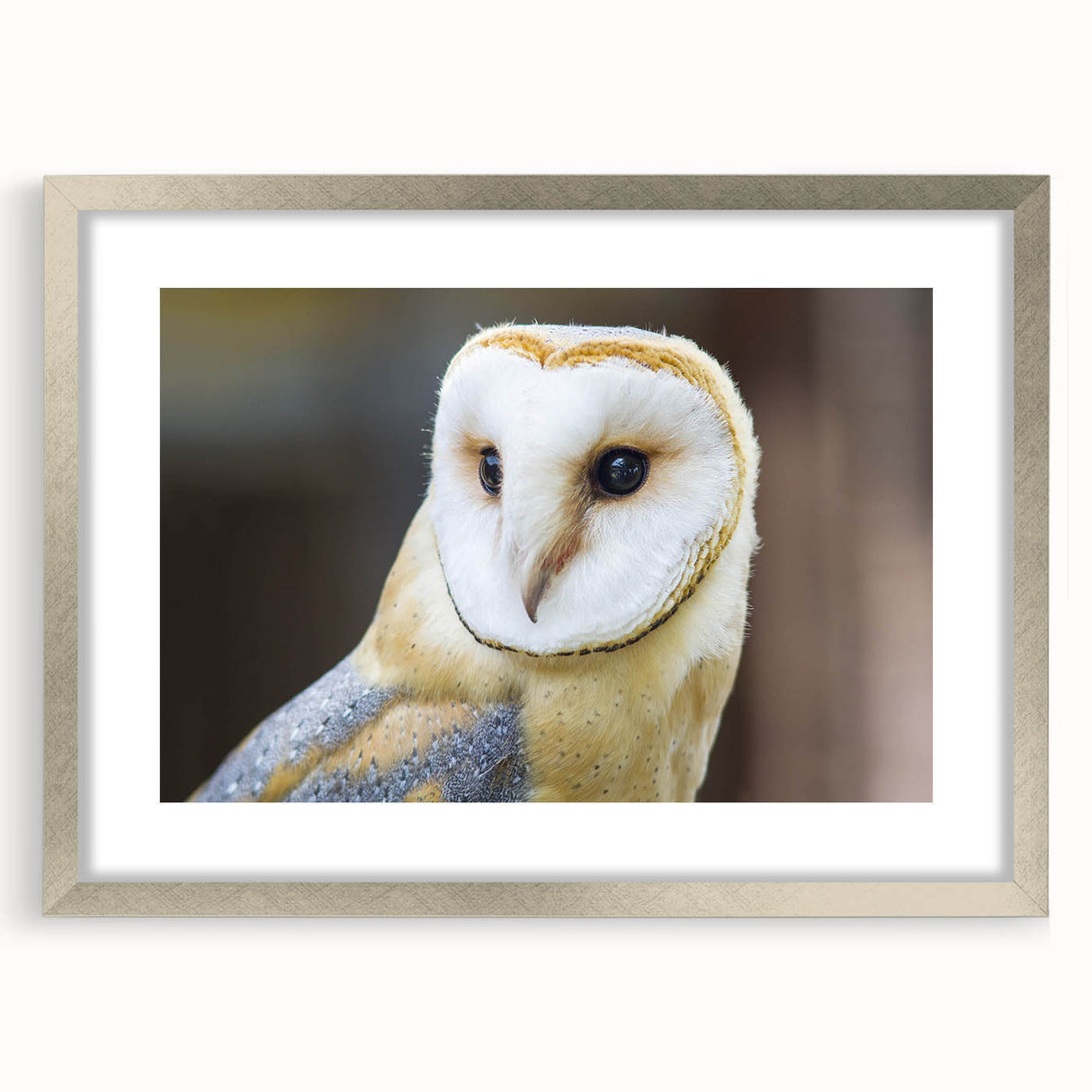 Framed wall art featuring a stunning birds of prey design with a sleek silver mat, ideal for enhancing modern home decor; perfect for nature lovers.