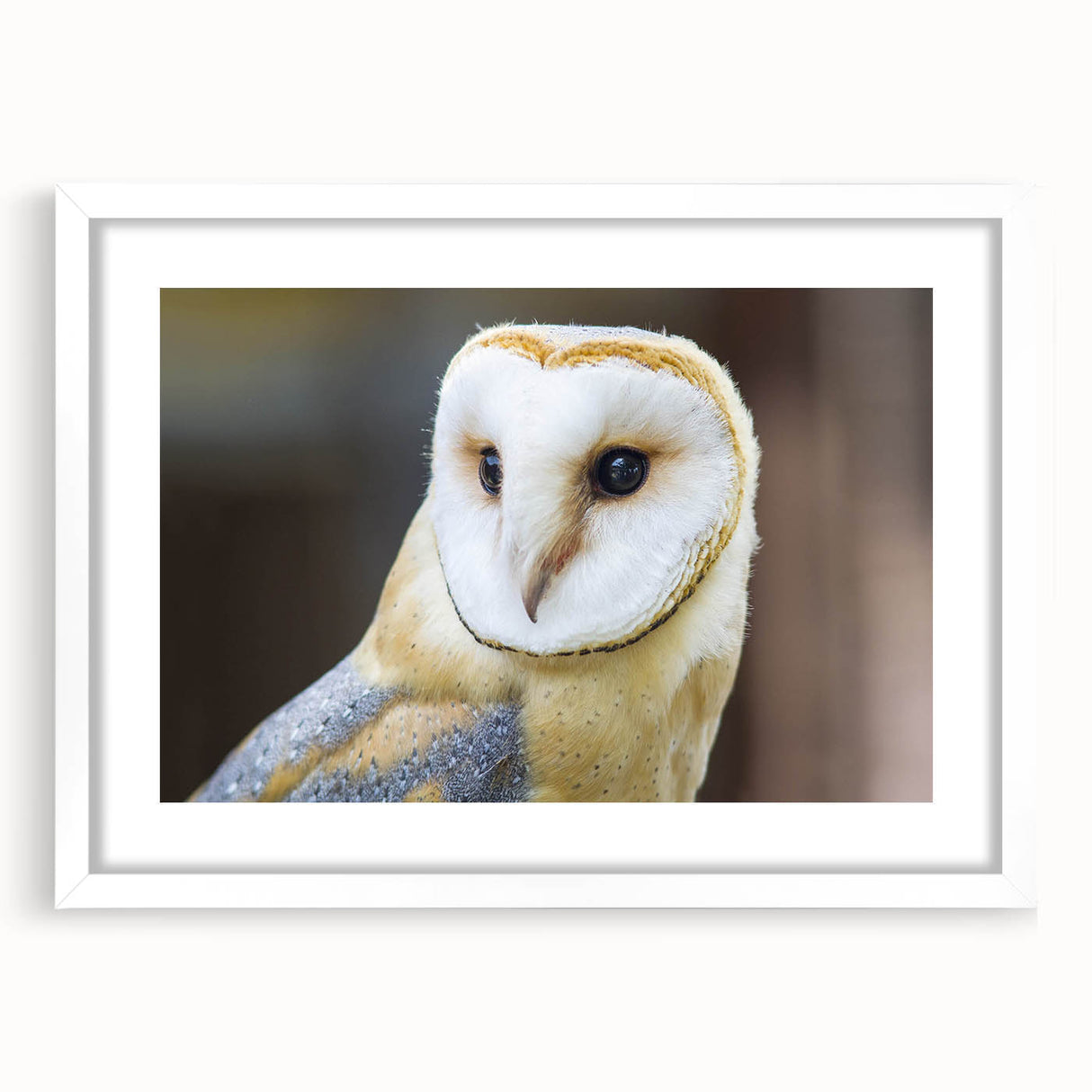 Framed wall art piece showcasing a vibrant bird design from the "Birds of Pray" collection. The artwork features intricate details and a sleek white frame, perfect for modern decor.