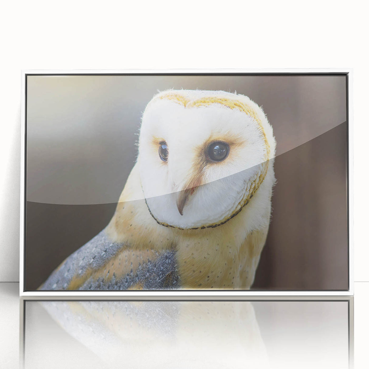 Framed acrylic wall art showcasing a vibrant bird design from the "Birds of Pray" collection, featuring a sleek white frame, perfect for modern decor enthusiasts.