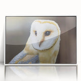 Framed acrylic wall art showcasing a vibrant bird design from the "Birds of Pray" collection, featuring a sleek white frame, perfect for modern decor enthusiasts.