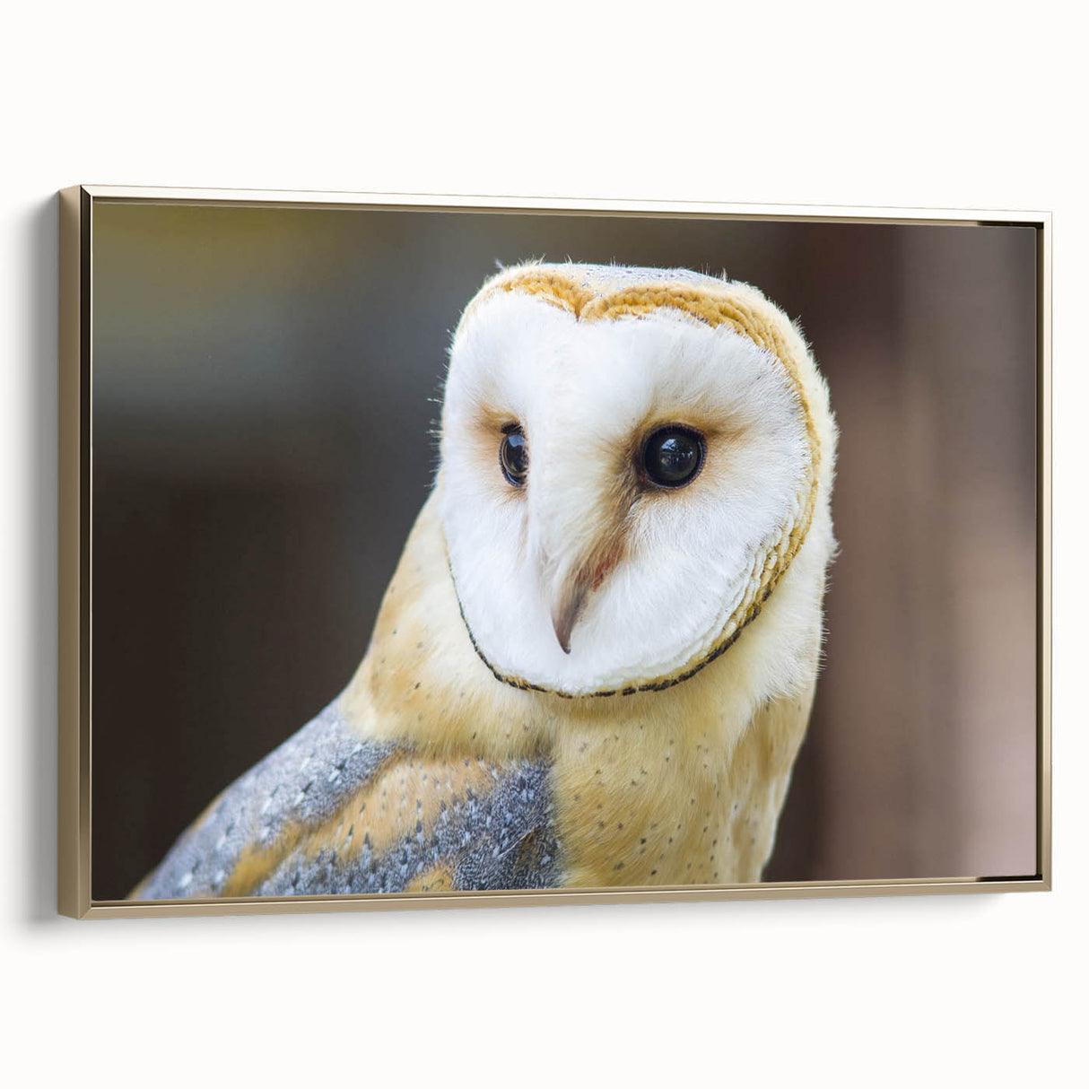 Graceful Barn Owl Portrait - Elegant Birds of Prey Wall Art
