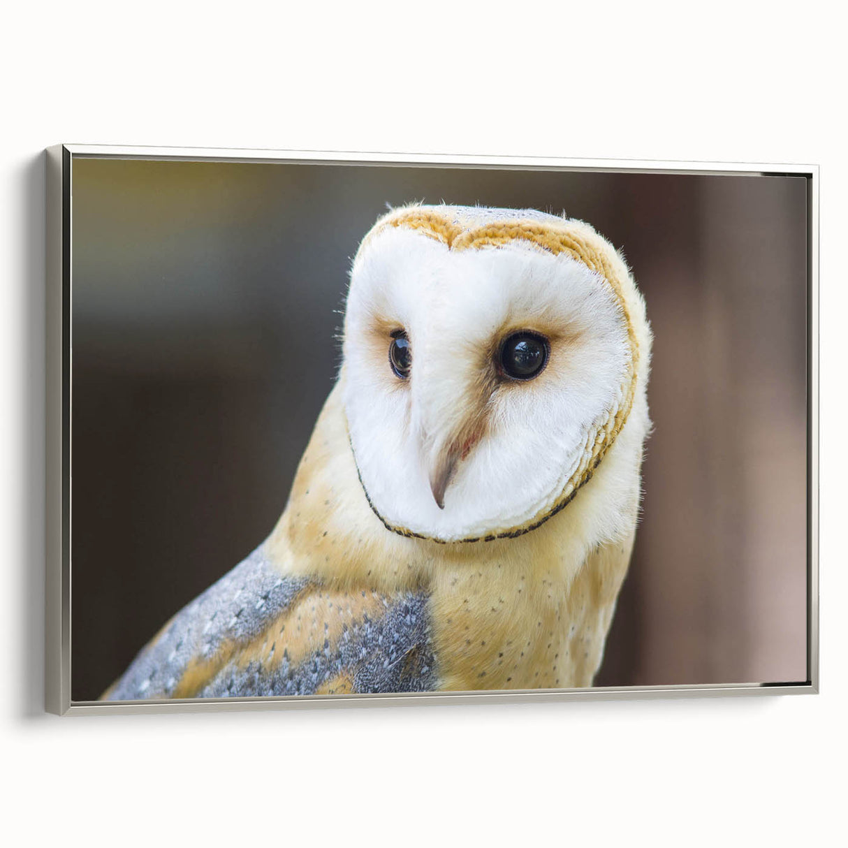 Graceful Barn Owl Portrait - Elegant Birds of Prey Wall Art