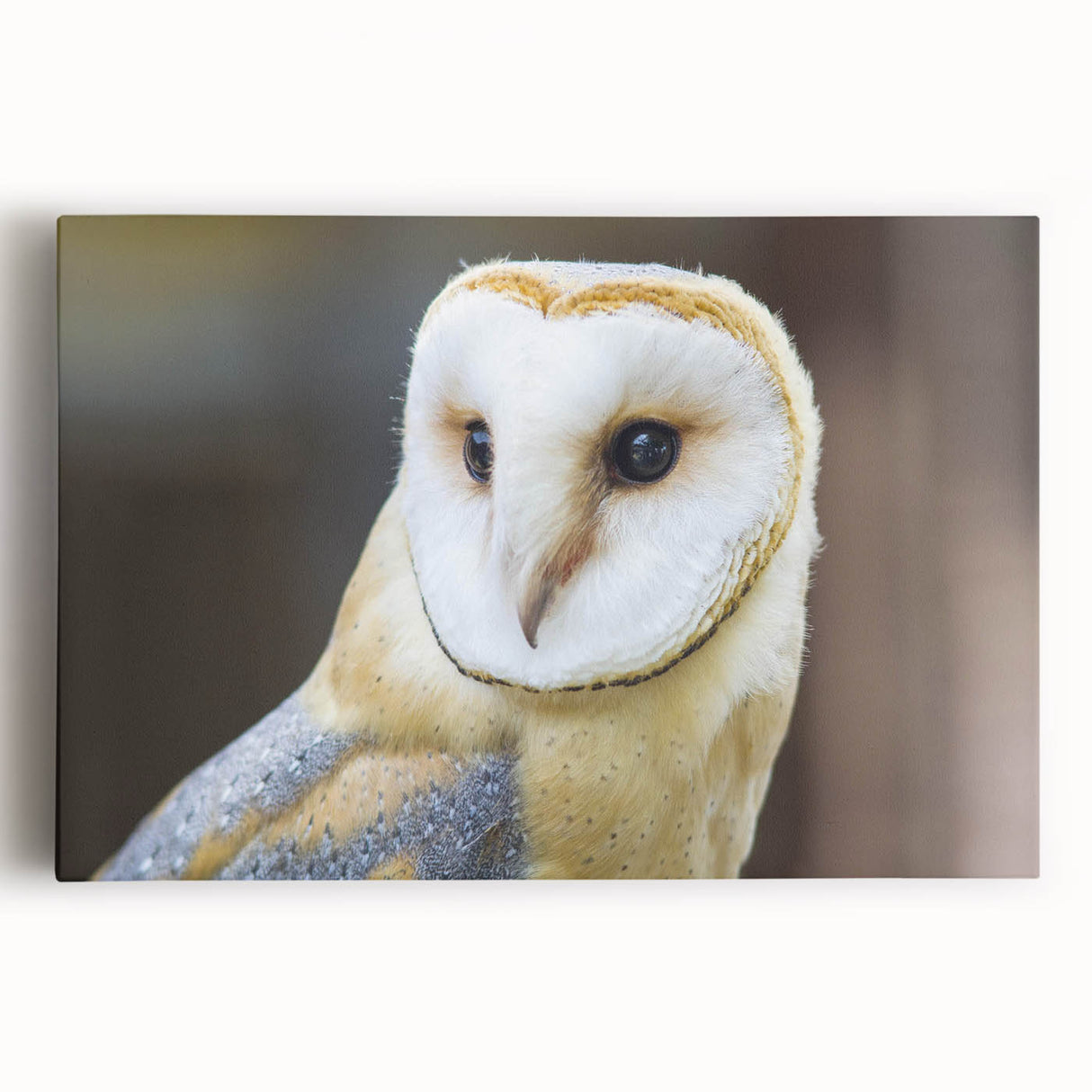 Graceful Barn Owl Portrait - Elegant Birds of Prey Wall Art