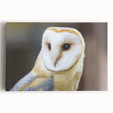 Graceful Barn Owl Portrait - Elegant Birds of Prey Wall Art